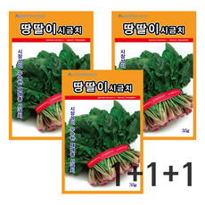주주씨앗 땅딸이시금치 씨앗 35g 3봉 겨울 월동 재래종 섬초 종자 씨, 1개
