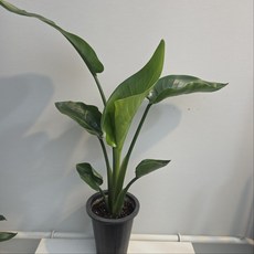 여인초 중품 극락조 반려식물 플랜테리어, 5개