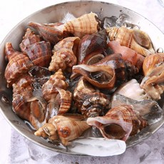 [국내산] 삐뚤이소라1kg 삐뚜리 피뿔고둥