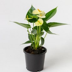 피플랜트 안스리움 사계절 꽃이피는 식물 꽃화분 인테리어식물, 1개, 바닐라 안스리움
