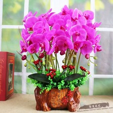 행운 호접란 서양란 조화화분 꽃 탁상용 개업