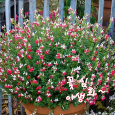 꽃심야생화 핫립세이지-허브 소품 화분 노지월동다년초, 3개