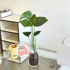 화병포함 수경식물 세트 영양제증정 이벤트할인특가, 1.몬스테라