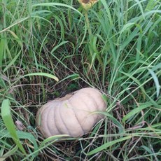 지리산 함양 친환경 무농약 토종 맷돌 늙은 호박 3kg, 1개