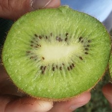 참다래 그린키위 1kg 대과