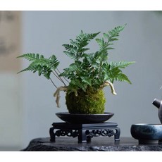 霏霏園藝 兔腳蕨苔球 含底盤, 1個