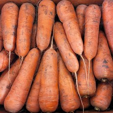 재구매율1위 국내산 당근 흙당근 햇당근, 1박스, 5kg (중)