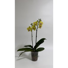 [다온난가든] 노란색 호접란 쥬피터 쌍대 취임/개업/축하 서양난, 1개