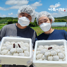 직접농사지은 해남 찹쌀떡 모찌 개별포장, 20개, 85g