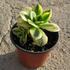 (좋은흙만 썬버스트 사용) 9cm 소품 지름 다육화분, 1개, 상세페이지 참조