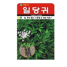 아람종묘 일당귀 씨앗 300립, 1개