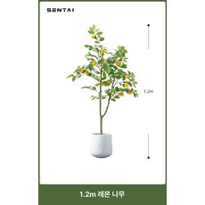 나무 북유럽 인테리어 플랜테리어 소품 금귤 거실 카페, 1.2m 레몬나무 화이트 원형 바닥 화분 포함