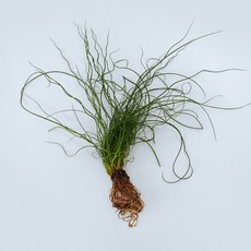 마이플랜트 스프링골풀 세척 모종 소형 수경재배식물, 1개