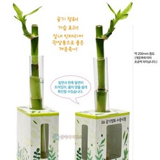 식물의 공기정화원리 개운죽 수경재배 관찰 5인세트 초등과학교구 가습효과실험 방과후수업