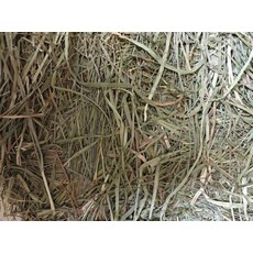 寵物牧草：燕麥草、苜蓿草、提摩西草、百慕達草、甜燕麥、甜小麥草，高纖磨牙，兔子、龍貓、豚鼠適用, 1個
