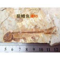 전시용 물고기 과학 표본 지질학 수석 화석, 늑대지느러미 물고기 83