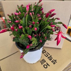 [안녕두구동]게발 빨간색 게발꽃 키우기쉬운식물 중대품 오래가는꽃 꽃밥많아요 겨울꽃 [화분받침+식물비료], 1개