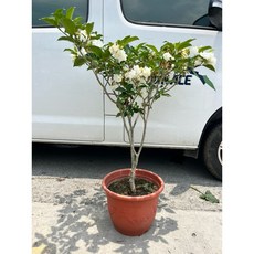 霏霏園藝重瓣馬茶花老樹盆栽 四季開花 香氣濃郁 易於照料 開花肥, 1個