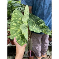 霏霏園藝迷你彩葉芋5吋盆 高度70-80公分以上 色彩鮮豔 數量限定10棵 居家園藝首選, 1個