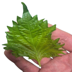 국산 싱싱한 시소잎 일본깻잎 1팩 30장내외 시소 특수야채, 1개, 10g