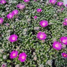 [해뜰다육] 덴섬(소) 다육식물 선인장, 1개