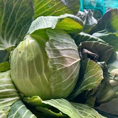 산지직송연구소 국산 양배추 농가돕기 노마진 국내산 양배추 실속 대용량 1.5키로 내외 중량선택, 1개, 1.5kg