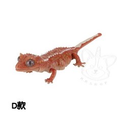 M.M小舖 現貨 BANDAI 轉蛋 扭蛋 生物大圖鑑爬蟲類DX 守宮 蜥蜴 圖鑑 可動 模型 全5款, 1個, D款/鳳頭守宮1E432