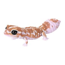 BANDAI 生物大圖鑑 藍舌石龍子 扭蛋, 1個, 西非肥尾守宮 白焦糖色