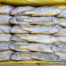 참조기50/52마리(3.4~3.5kg 50-52마리내외)(업소용 백반용)(조기찌개 조기찜), 1박스, 3.4~3.5kg