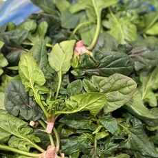 해풍맞고 자란 섬초 보물초 신안 팔금 남해 겨울시금치, 4kg, 1박스