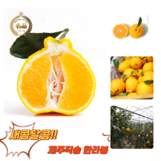 [굿피플] 한라봉 한라봉선물세트 천혜향 귤 레드향 황금향 과일선물세트 [한라봉 선물세트 3kg 중과], 1박스