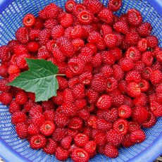 초록사랑 국산 햇산딸기 1kg, 1개