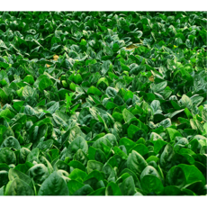 해풍 맞고 자란 노지 최상급 남해 보물초 시금치, 1개, 300g