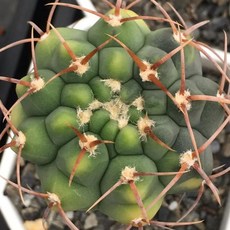 Gymnocalycium 仙人掌 迷你盆栽 辦公室桌面療癒系多肉植物, 綠色