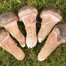 산지직송 수확 참송이버섯 가정용, 1개, 1kg