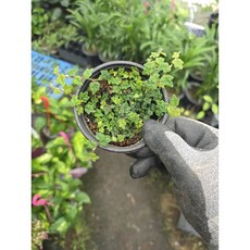 제주애기모람 키우기 테라리움 비바리움 팔루다리움 에이피플랜츠, 1개, 기본