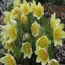 [씨앗편지]노랑할미꽃( 모종2포트 노지월동), 1개