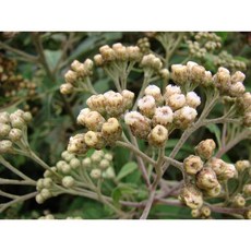 法蒙菊純精油 闊苞菊, 1個, 50ml