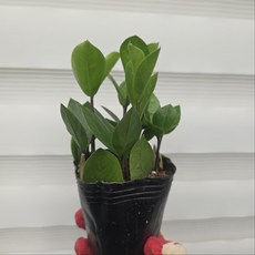 금전수 화분 개업 축하화분 승진 집들이 선물 1위, 1개