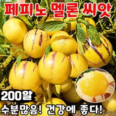 [빠른배송] 100/200/300 페피노 멜론 씨앗 모종 노란 과육 인생과 신품종 페피노 멜론 씨앗 분재 크림향 혈당괄리, 200개