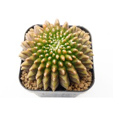 짐노 이너미스 닭벼슬철화 동일품-260326 아프리카식물 코덱스 멸종위기 희귀선인장