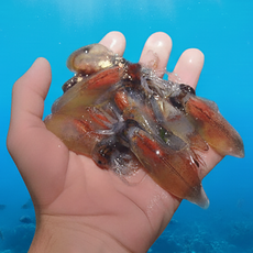 국내산 호래기 꼴뚜기 횟감용 신선 당일조업, 1개, 생물 호래기 2kg (500g 4팩)