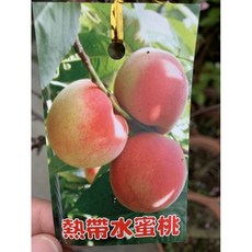 掛花滿滿熱帶水蜜桃嫁接苗，高度80-90公分，黑貓宅配貨到付款，特價一棵1200元, 粉色
