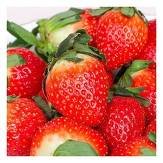 국내산 홍희 딸기 500g185383