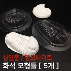 5P 암모나이트 삼엽충 몰드 화석 만들기 틀 역사 지구과학 실험 표본 어린이 고고학 학습 수업 초등과학 뼈, 1)암모나이트 5개