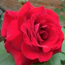 莎曼莎 7-8吋盆 美國玫瑰 灌木 典雅紅玫瑰
