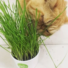 AFU 貓草杯 寵物草 療癒植栽, 1個