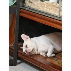 憨老闆寫真明信片, 1個