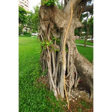 弓城弓箭館 竹層壓練習和弓 弓道 和弓 並寸 並吋 日本弓 標準和弓 單體弓 傳統弓 古典弓, 1個
