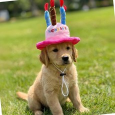 가몽 강아지 생일 반려동물 모자 고양이모자, 핑크